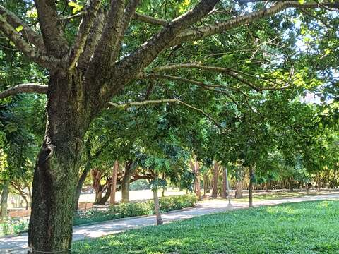 流蘇灰褐色的光滑枝幹,樹高可達10公尺。(圖片來源:臺北市政府工務局公園路燈工程管理處)