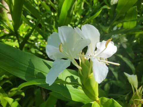 周遭香氣清雅、花形似白蝴蝶的野薑花正靜靜綻放(圖片來源：臺北自來水事業處)