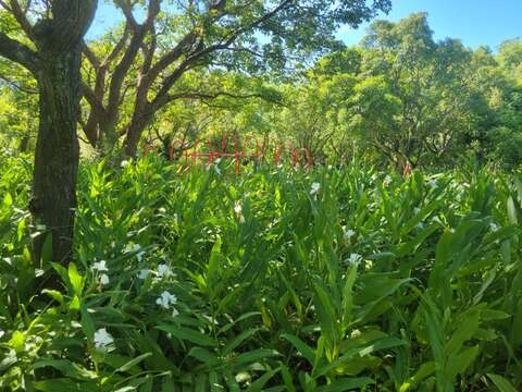 顏色鮮豔的活水飛輪設置於公園的花香與綠意中(圖片來源：臺北自來水事業處)