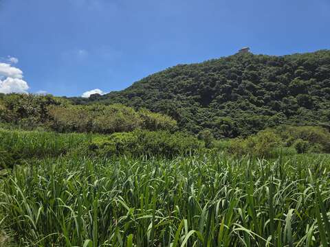 筊白筍田(圖片來源：臺北市政府工務局大地工程處)