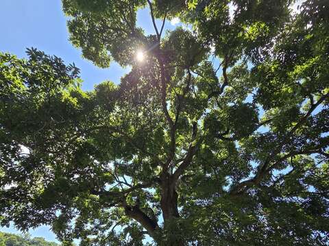 楓香姊妹樹(圖片來源：臺北市政府工務局大地工程處)
