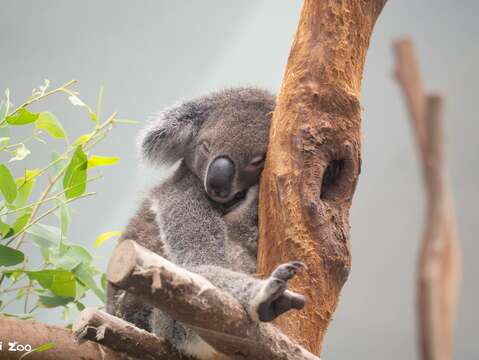 Grandparents’ Day at Taipei Zoo: Learning About the Joy of Aging with the Animals