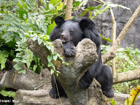 Grandparents’ Day at Taipei Zoo: Learning About the Joy of Aging with the Animals