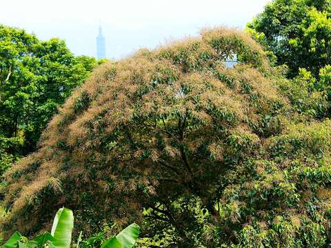 開花的白匏仔。(圖片來源：臺北市政府工務局大地工程處)