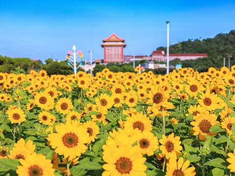 花朵盛開(圖片來源:臺北市政府工務局大地工程處)