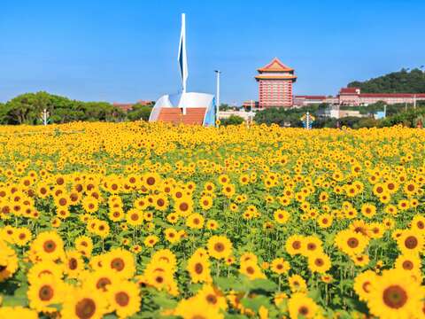 各角度的大佳河濱花海(圖片來源:臺北市政府工務局大地工程處)