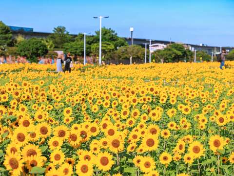 向日葵花海盛開 隨便拍都好看(圖片來源:臺北市政府工務局大地工程處)