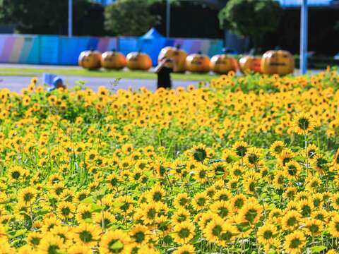 各角度的花海(圖片來源:臺北市政府工務局大地工程處)