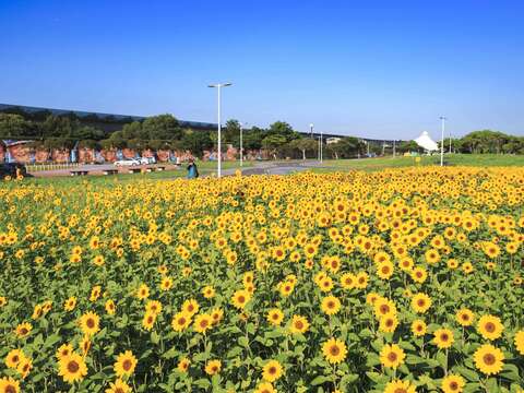 花田往外看大佳河濱景色(圖片來源:臺北市政府工務局大地工程處)