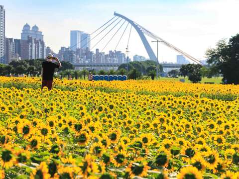 民眾拍攝大佳河濱花海(圖片來源:臺北市政府工務局大地工程處)