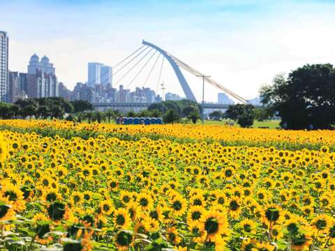 各角度的大佳河濱花海(圖片來源:臺北市政府工務局大地工程處)