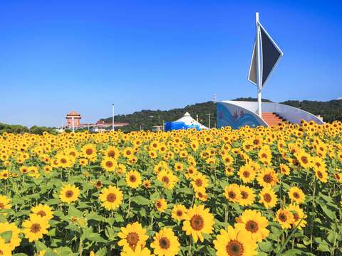 各角度的大佳河濱花海(圖片來源:臺北市政府工務局大地工程處)