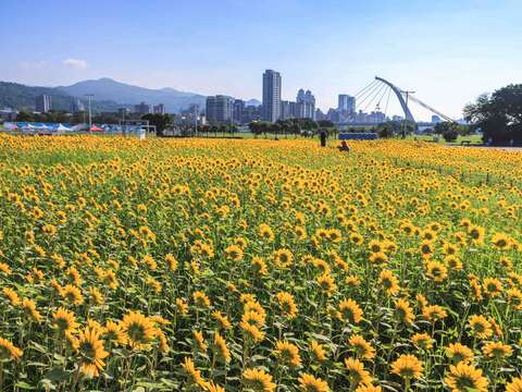 各角度的大佳河濱花海(圖片來源:臺北市政府工務局大地工程處)