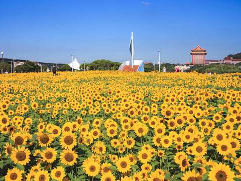 各角度的大佳河濱花海(圖片來源:臺北市政府工務局大地工程處)
