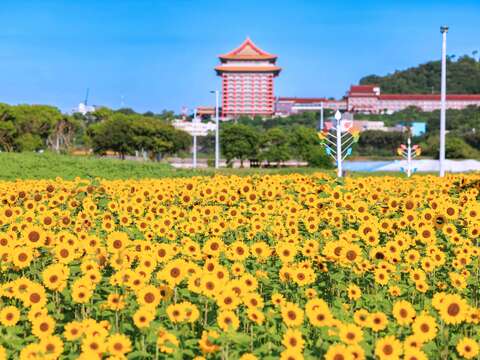 向日葵花海盛開現在正是賞花期(圖片來源:臺北市政府工務局大地工程處)