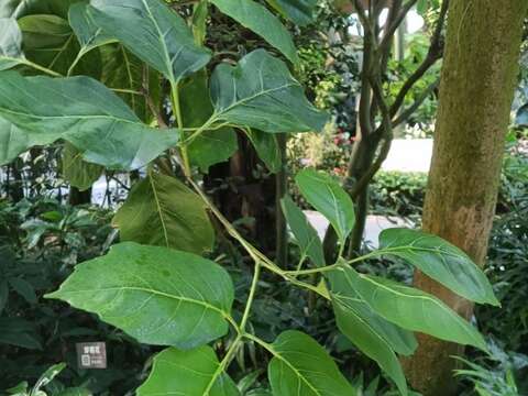 止宮樹的大葉子(圖片來源：臺北市政府工務局公園路燈工程管理處)