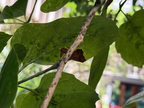 近拍止宮樹的樹枝(圖片來源：臺北市政府工務局公園路燈工程管理處)