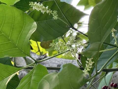 止宮樹近拍(圖片來源：臺北市政府工務局公園路燈工程管理處)