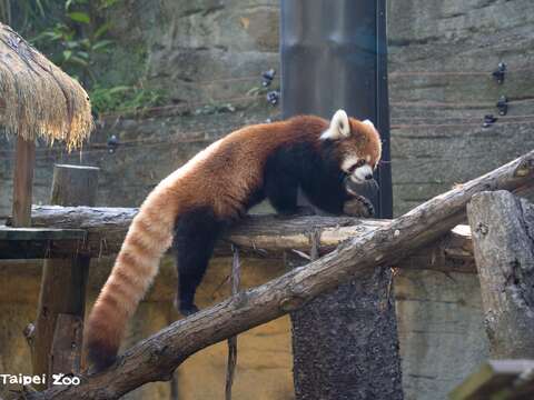 爬樹的小貓熊(圖片來源：臺北市立動物園)