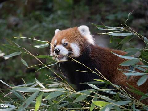 小貓熊(圖片來源：臺北市立動物園)