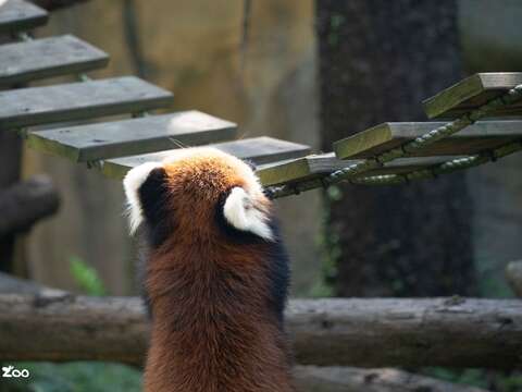 正在攀爬的小貓熊(圖片來源：臺北市立動物園)