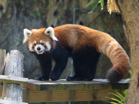 萌萌的小貓熊(圖片來源：臺北市立動物園)