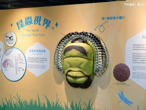 特展除了昆蟲活體展示,也展出各種昆蟲頭部的標本及放大倍率的昆蟲3D頭部模型(圖片來源:臺北市立動物園)
