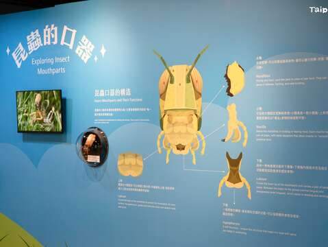 特展透過觸角的祕密、昆蟲視界、昆蟲的口器、昆蟲頭部的行為等主題深入昆蟲感官世界(圖片來源:臺北市立動物園)