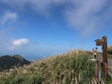 步道旁芒草（圖片來源：臺北市政府工務局大地工程處）
