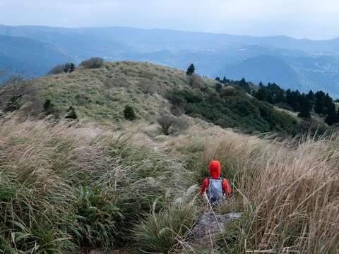 步道兩側芒草（圖片來源：臺北市政府工務局大地工程處）