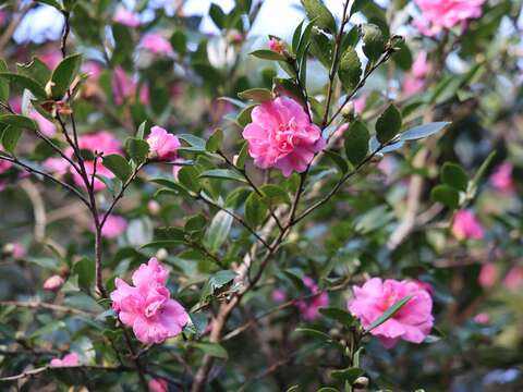 茶梅朵朵開(圖片來源：臺北市政府工務局公園路燈工程管理處)
