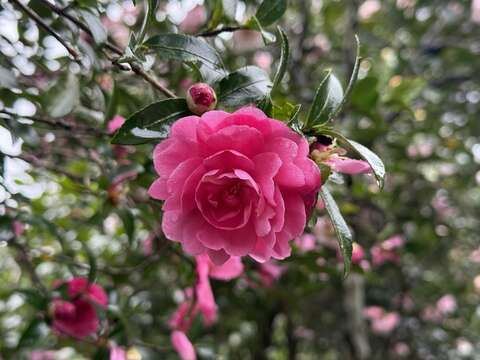 茶梅盛開(圖片來源：臺北市政府工務局公園路燈工程管理處)