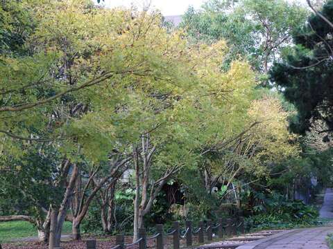 綠葉漸黃,黃金楓點綴步道,秋意盡現。(圖片來源：臺北市政府工務局公園路燈工程管理處)