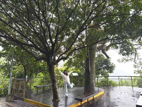 夫妻樹(圖片來源:臺北市政府工務局大地工程處)
