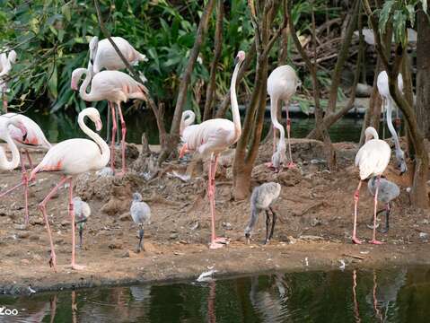 臺北市立動物園鳥園水禽區今（2025）年一口氣迎來了6隻大紅鶴寶寶。（圖片來源：臺北市立動物園）