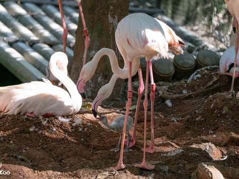大紅鶴親鳥會哺育寶寶一段時間。（圖片來源：臺北市立動物園）
