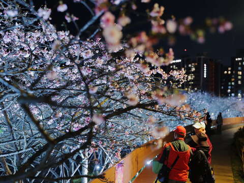 2026 LOHAS Cherry Blossom Festival