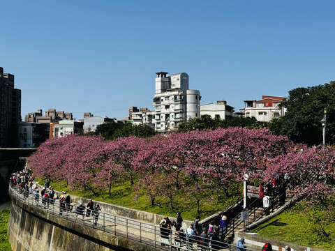 2026 LOHAS Cherry Blossom Festival