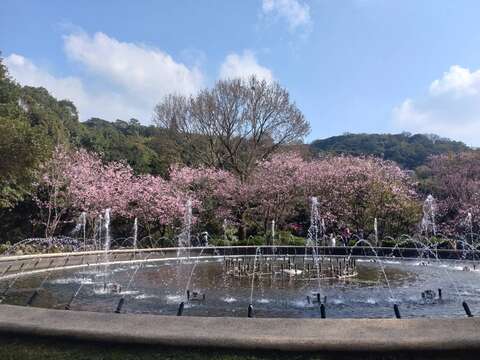 2026 양밍산 꽃시즌