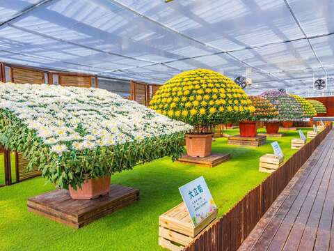 2026 CKS Shilin Residence Tulip Festival