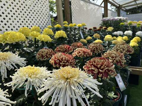 2026 CKS Shilin Residence Tulip Festival
