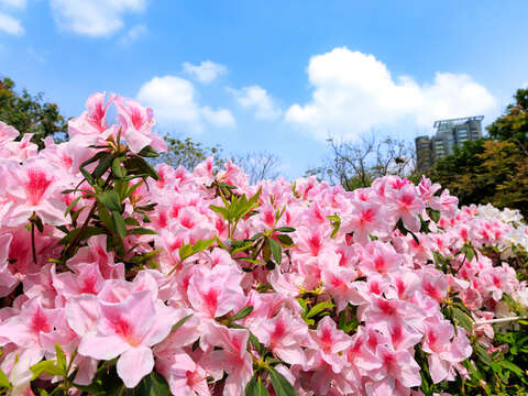 2026 Taipei Azalea Festival