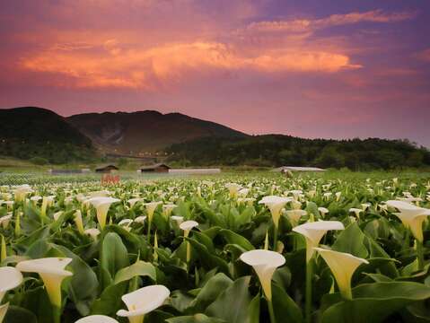 2026 Zhuzihu Calla Lily & Hydrangea