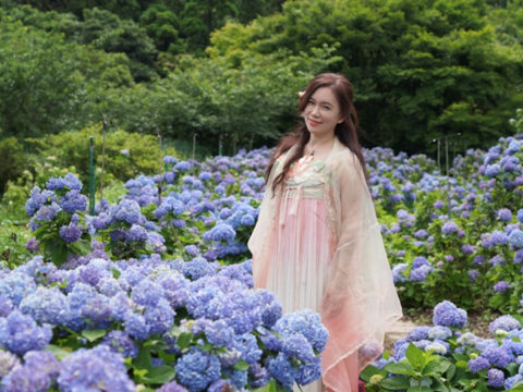 2026 Zhuzihu Calla Lily & Hydrangea
