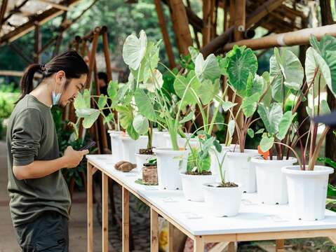 2025種子生活節-現場的各種植物（圖片來源：臺北市政府客家事務委員會）