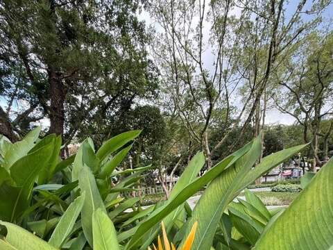 九如綠地內野薑花（圖片來源：臺北市政府工務局公園路燈工程管理處）