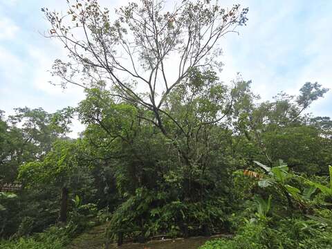 百年烏心石（圖片來源：臺北市政府工務局大地工程處）