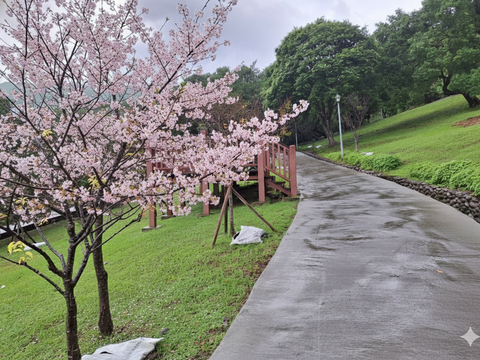 嗄嘮別公園以櫻花植栽為主要景觀特色，呈現粉紅嗄嘮別的春季柔和細緻的花景樣貌。 嗄嘮別公園櫻花景觀 AI 示意圖（圖片來源：臺北市政府工務局公園路燈工程管理處）