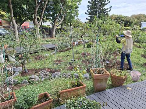 品種區志工修剪身影。（圖片來源：臺北市政府工務局公園路燈工程管理處）