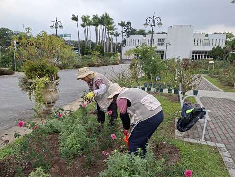 志工修剪枯枝和謝花（圖片來源：臺北市政府工務局公園路燈工程管理處）